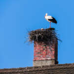 Bird and nest blocking chimney requiring chimney service in Monmouth County